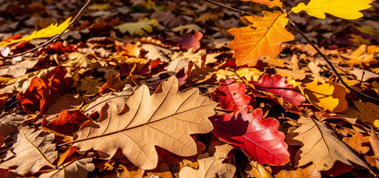 Autumn Crunch: Why Falling-Leaves ASMR Peaks in October